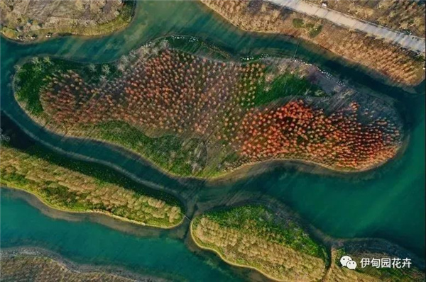 上海|親自體驗中國花卉界的“奧林匹克”盛宴!