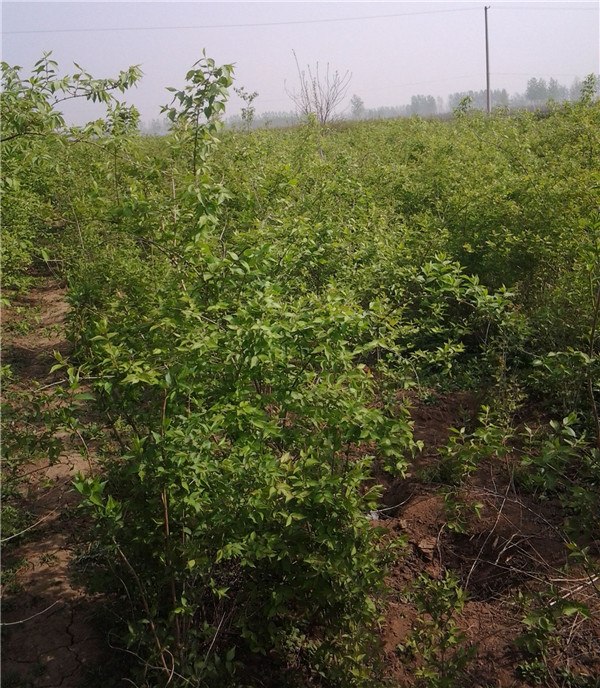 金銀木圖片 金銀木圖片