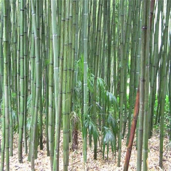 竹子圖片 竹子圖片