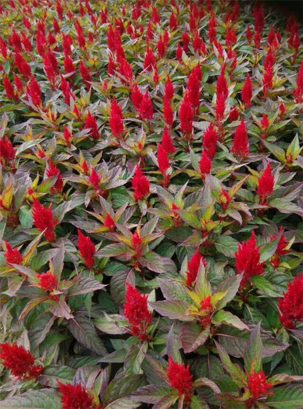 雞冠花圖片 雞冠花圖片