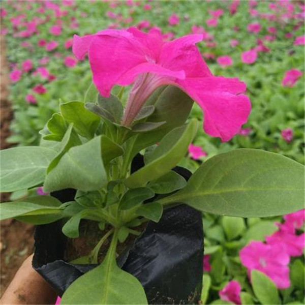 矮牽牛圖片 矮牽牛圖片