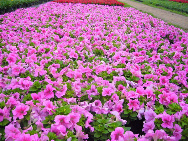 矮牽牛圖片 矮牽牛圖片