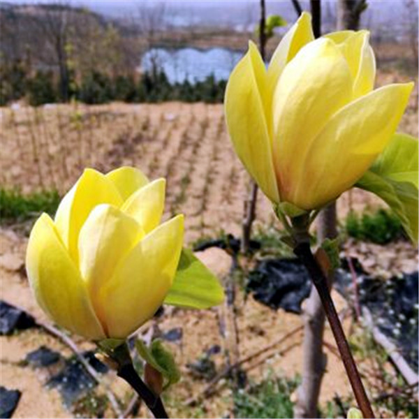 黃玉蘭圖片 黃玉蘭圖片