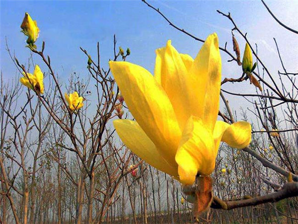 黃玉蘭圖片 黃玉蘭圖片