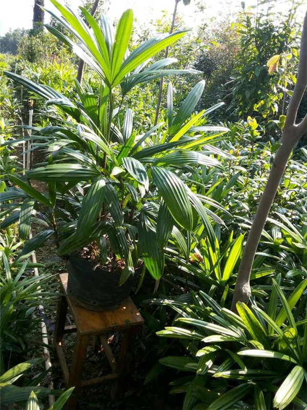 棕竹圖片 棕竹圖片