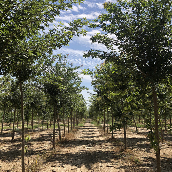 五角楓圖片 五角楓圖片