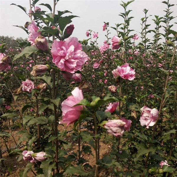 木槿圖片 木槿圖片