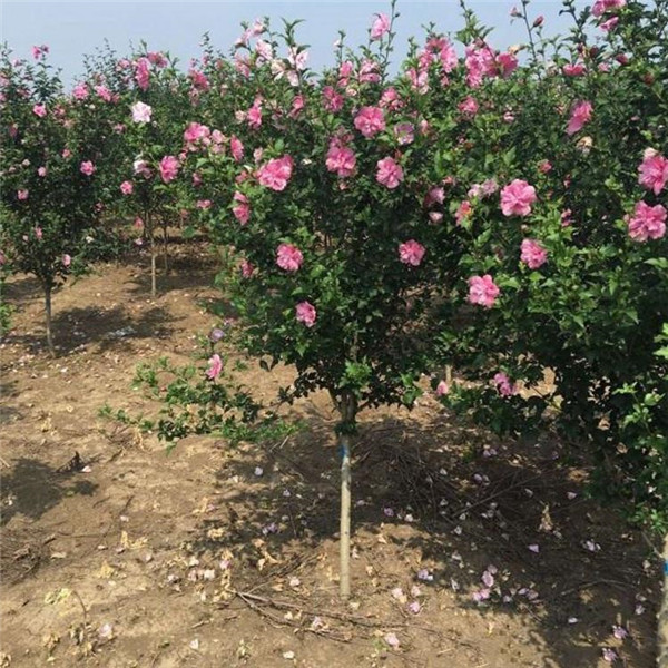 木槿圖片 木槿圖片