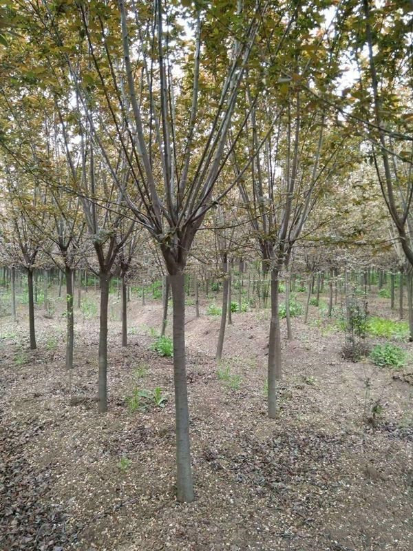 小葉丁香圖片 小葉丁香圖片