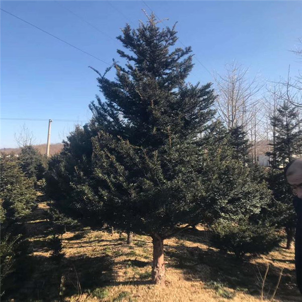 紅豆杉圖片 紅豆杉圖片