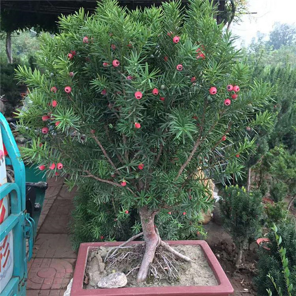 紅豆杉圖片 紅豆杉圖片