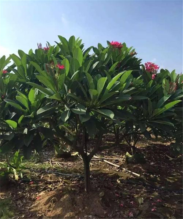 紅雞蛋花圖片 紅雞蛋花圖片