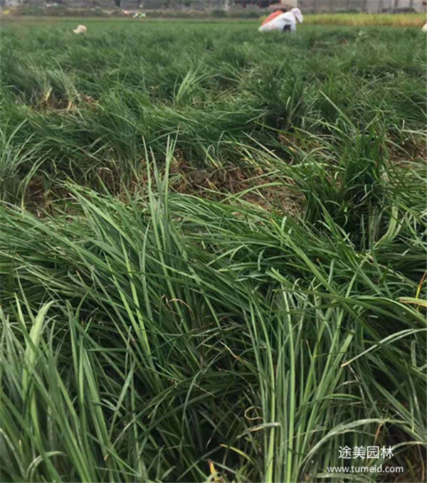 金邊麥冬草圖片 金邊麥冬草圖片