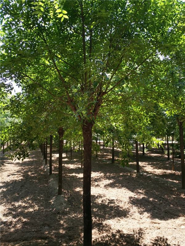 合歡樹圖片 合歡樹圖片