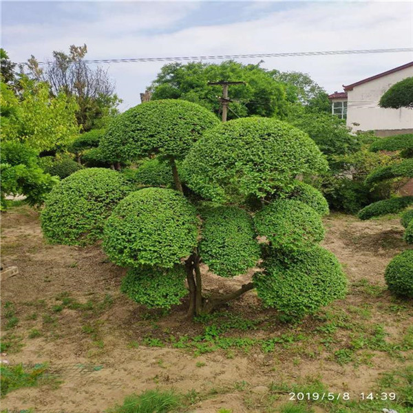 小葉女貞圖片 小葉女貞圖片