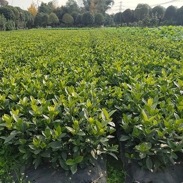 梔子花圖片 梔子花圖片