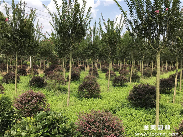 紫薇圖片 紫薇圖片