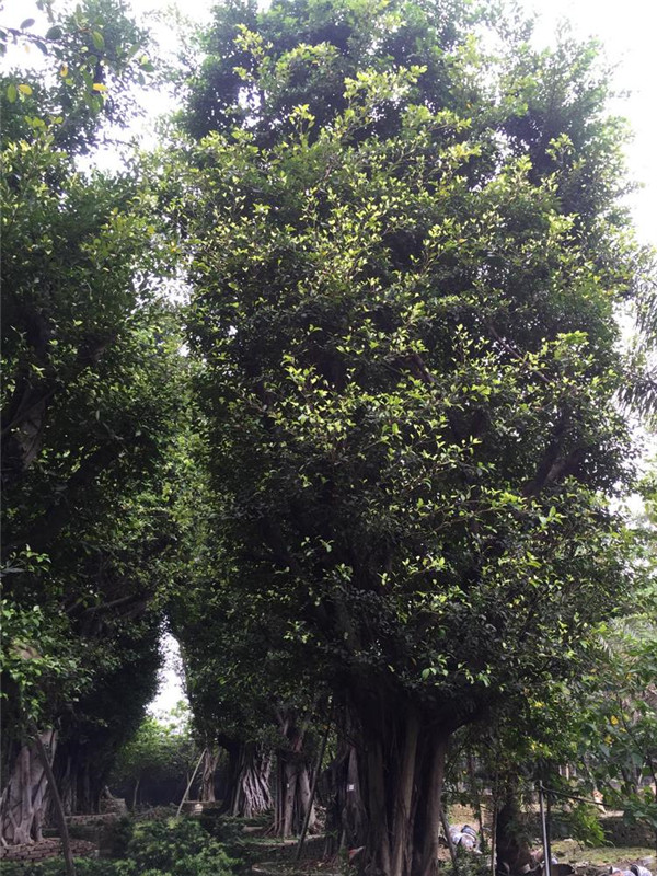 大葉榕圖片 大葉榕圖片