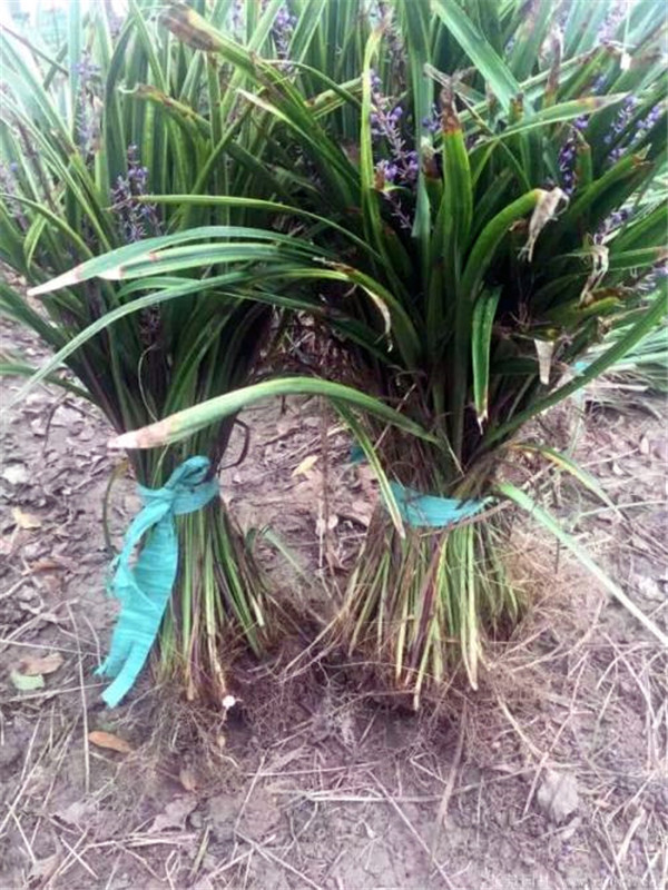 沿階草圖片 沿階草圖片