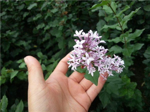 丁香圖片 丁香圖片