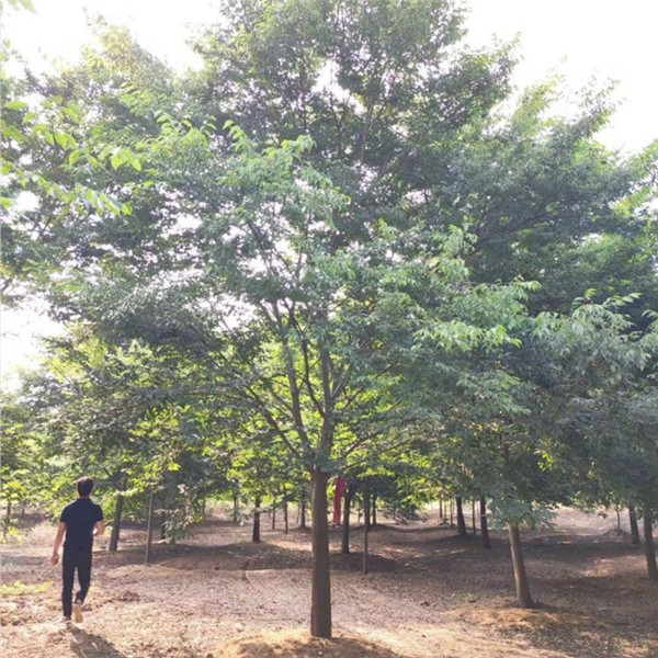 烏桕樹(shù)圖片 烏桕樹(shù)圖片