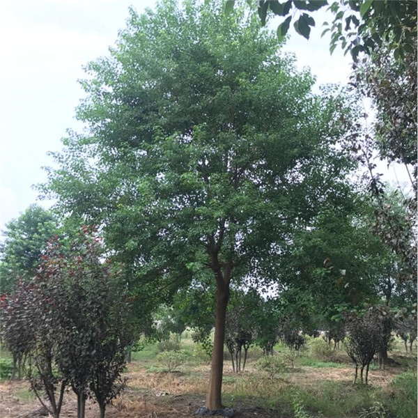 烏桕樹(shù)圖片 烏桕樹(shù)圖片