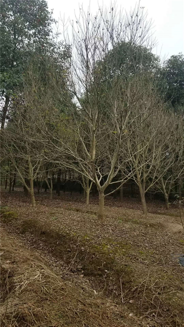 元寶楓圖片 元寶楓圖片