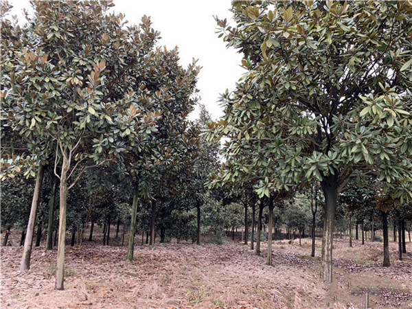 玉蘭圖片 玉蘭圖片