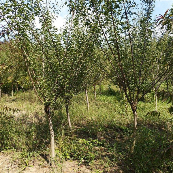 梅樹圖片 梅樹圖片