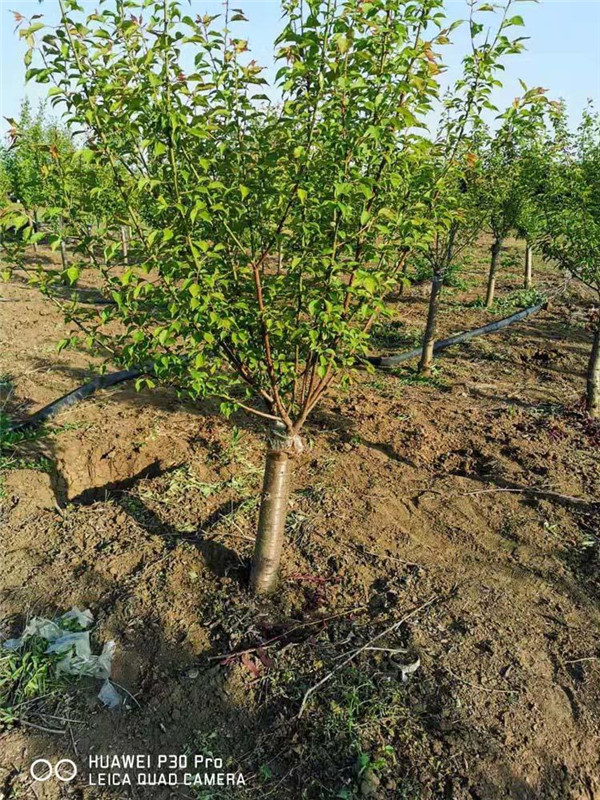 梅樹圖片 梅樹圖片