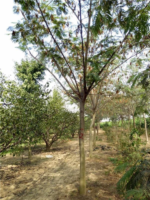 合歡圖片 合歡圖片