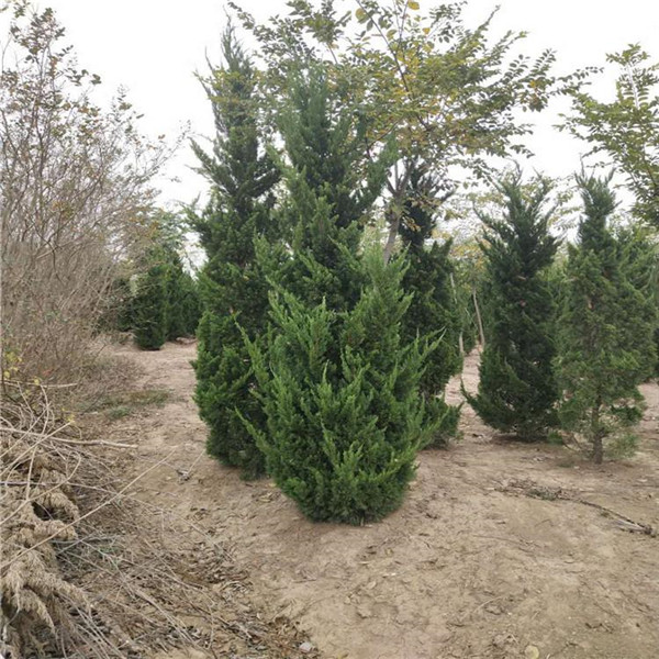 柏樹圖片 柏樹圖片