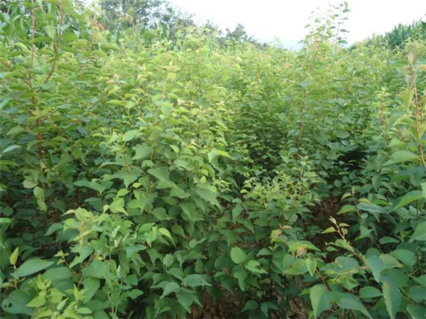 山杏圖片 山杏圖片