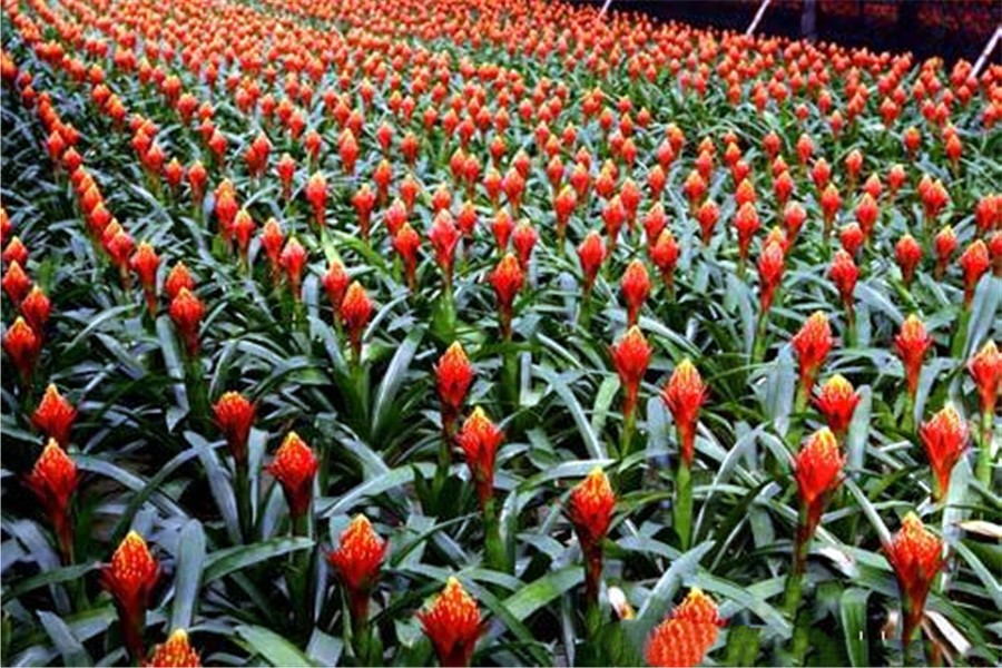 火炬樹圖片 火炬樹圖片