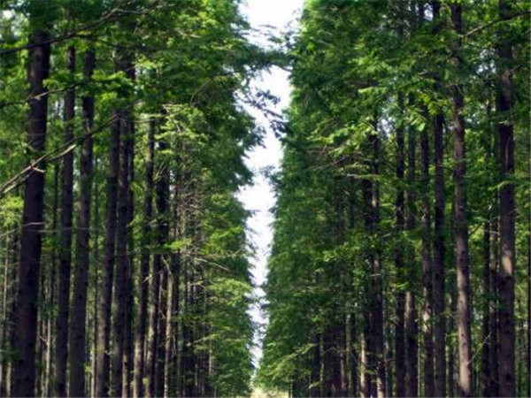 水杉圖片 水杉圖片