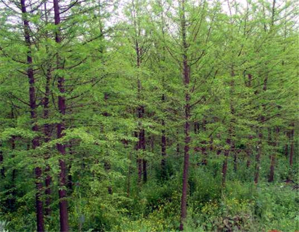水杉圖片 水杉圖片