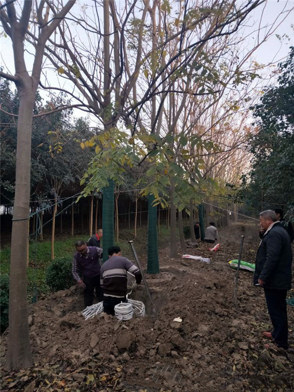 欒樹圖片 欒樹圖片