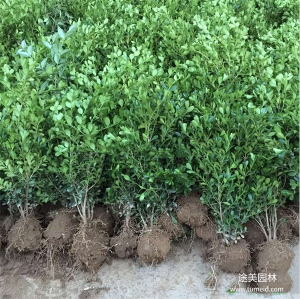 小葉黃楊圖片 小葉黃楊圖片