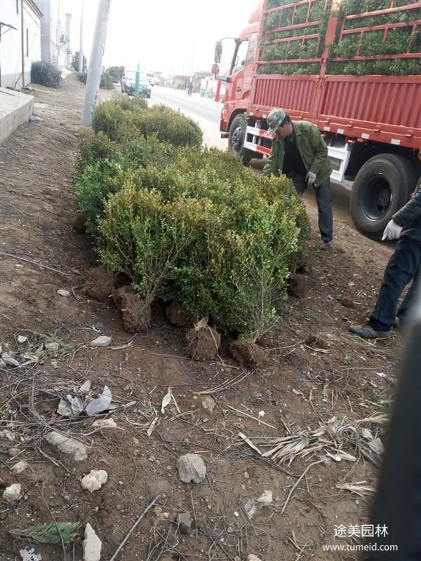 小葉黃楊圖片 小葉黃楊圖片