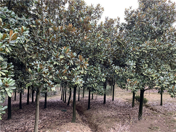 廣玉蘭圖片 廣玉蘭圖片