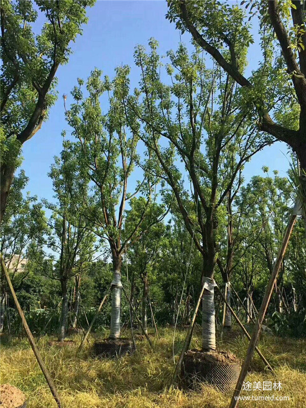 香樟樹圖片 香樟樹圖片