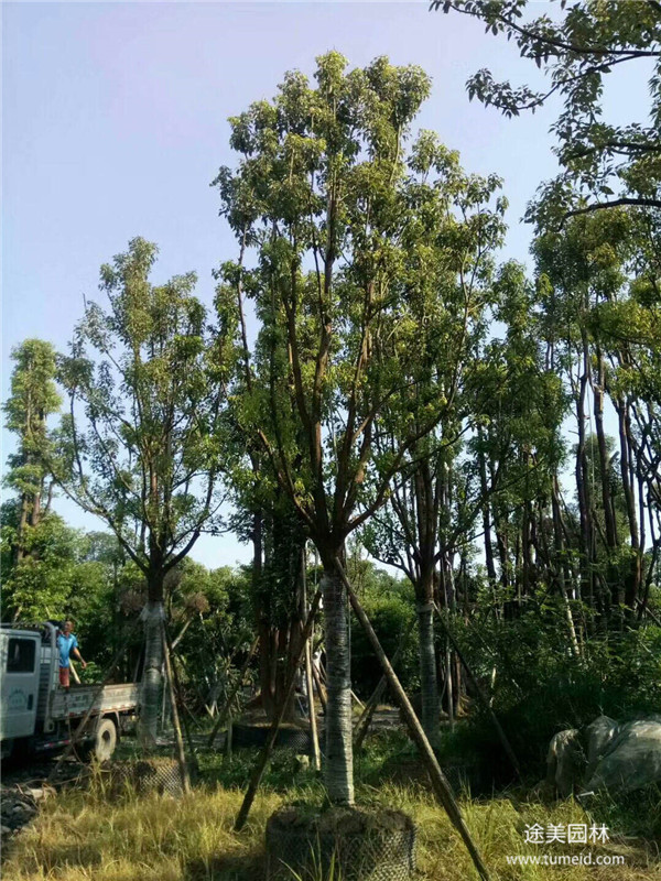 香樟樹圖片 香樟樹圖片