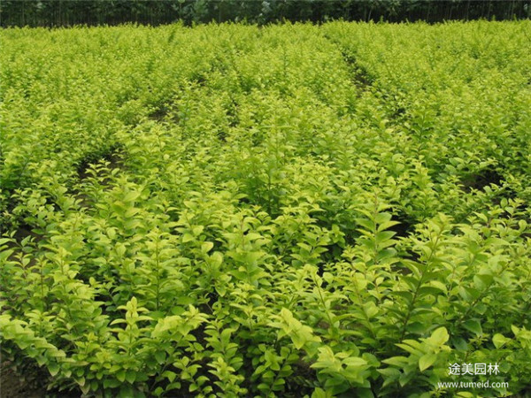 金葉女貞圖片 金葉女貞圖片