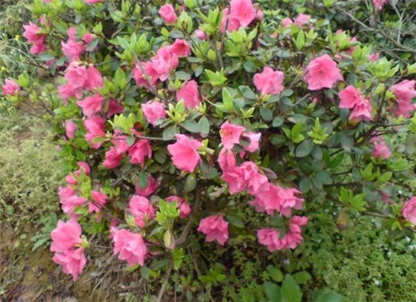 錦繡杜鵑圖片 錦繡杜鵑圖片