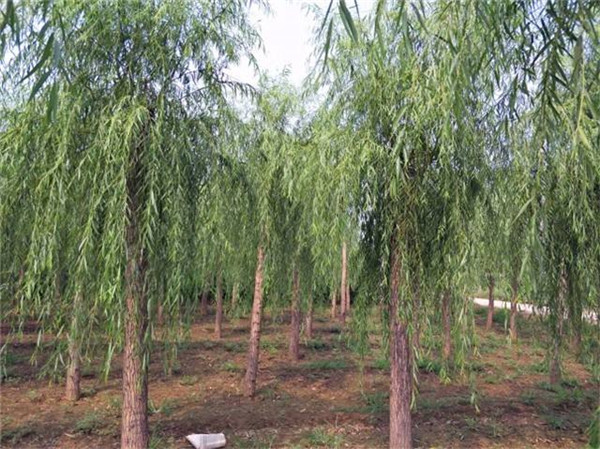 柳樹圖片 柳樹圖片