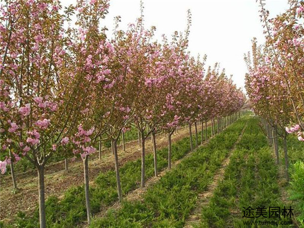 櫻花圖片 櫻花圖片