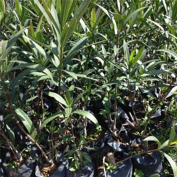 夾竹桃圖片 夾竹桃圖片