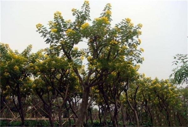 黃花槐圖片 黃花槐圖片