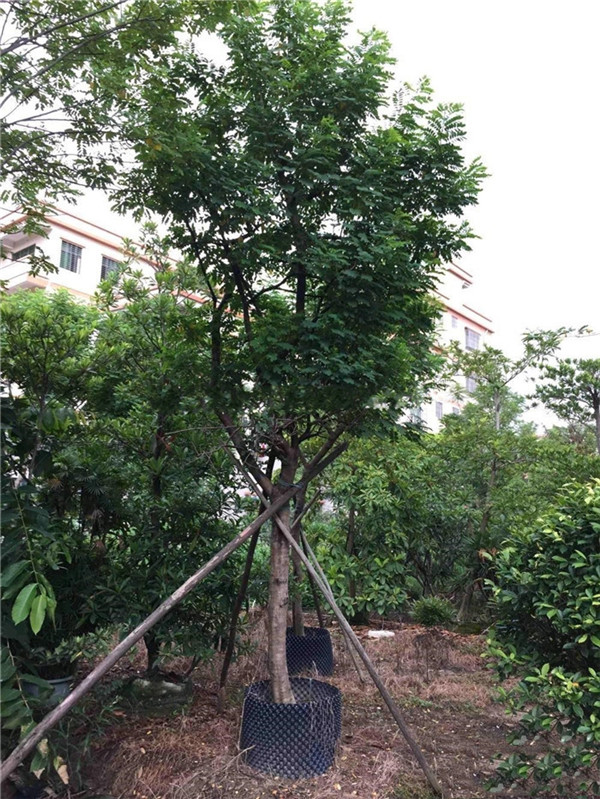 黃花槐圖片 黃花槐圖片