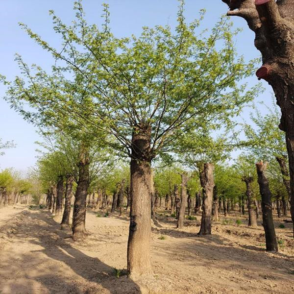 皂角樹圖片 皂角樹圖片